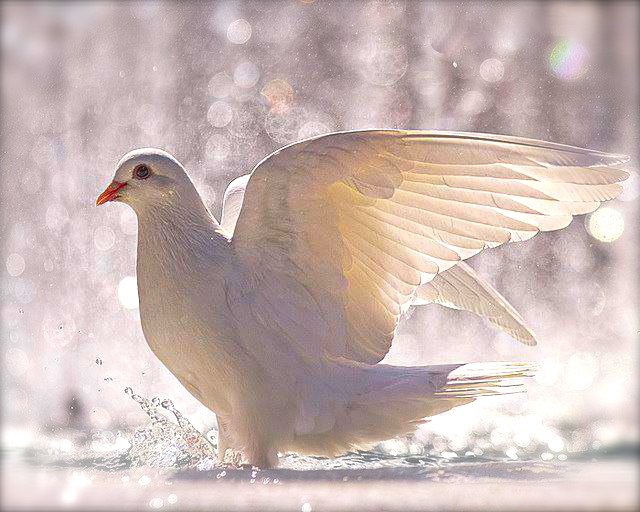 1176340_509738705770401_1320006987_n