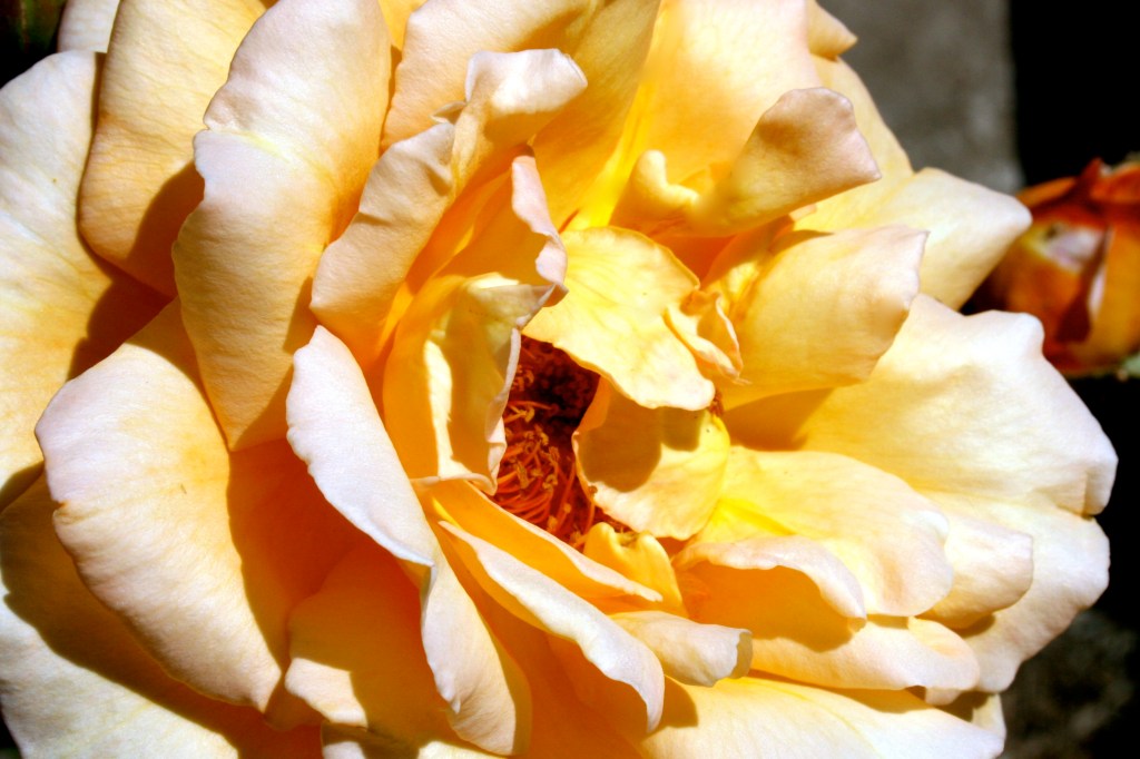 the not ENOUGH&nbsp;syndrome