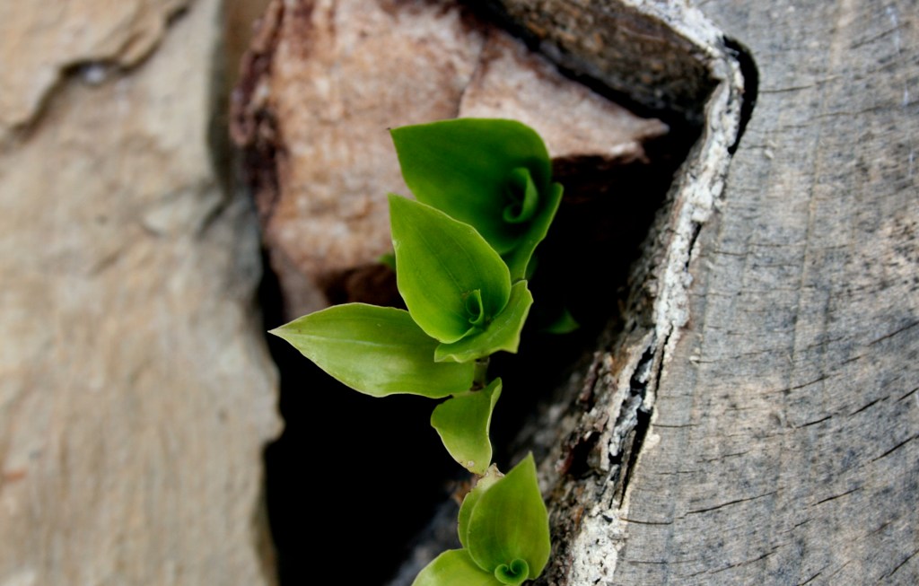 Poem of Light for&nbsp;February