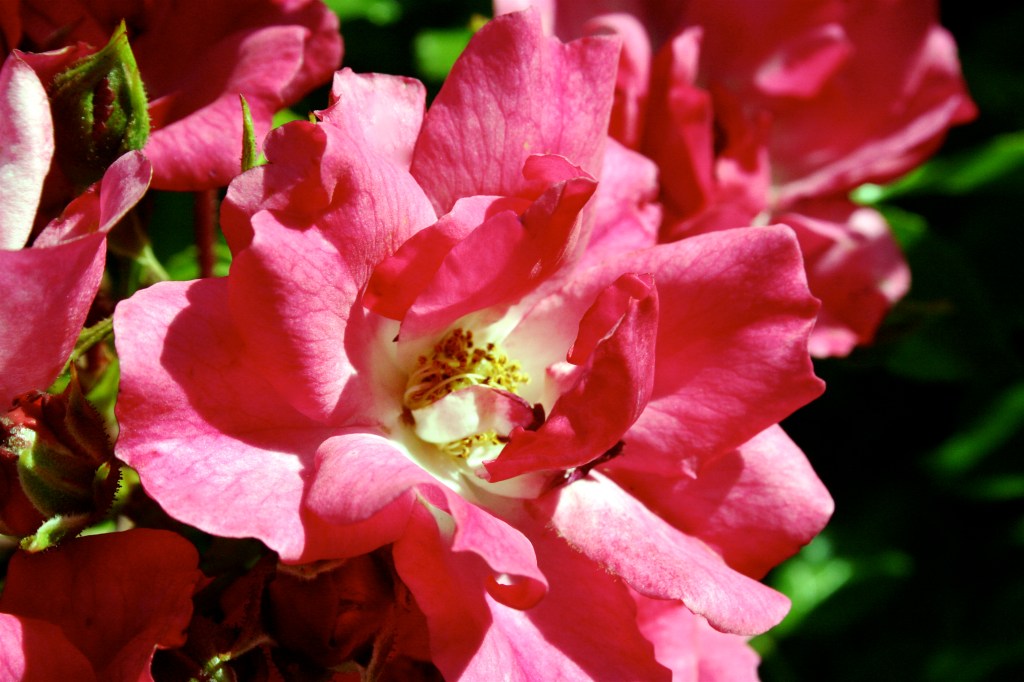 Feel Your Spirit Rise to meet Your Brave&nbsp;Heart