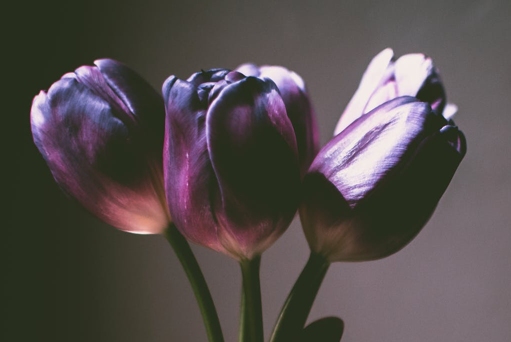 Poem of Light for June