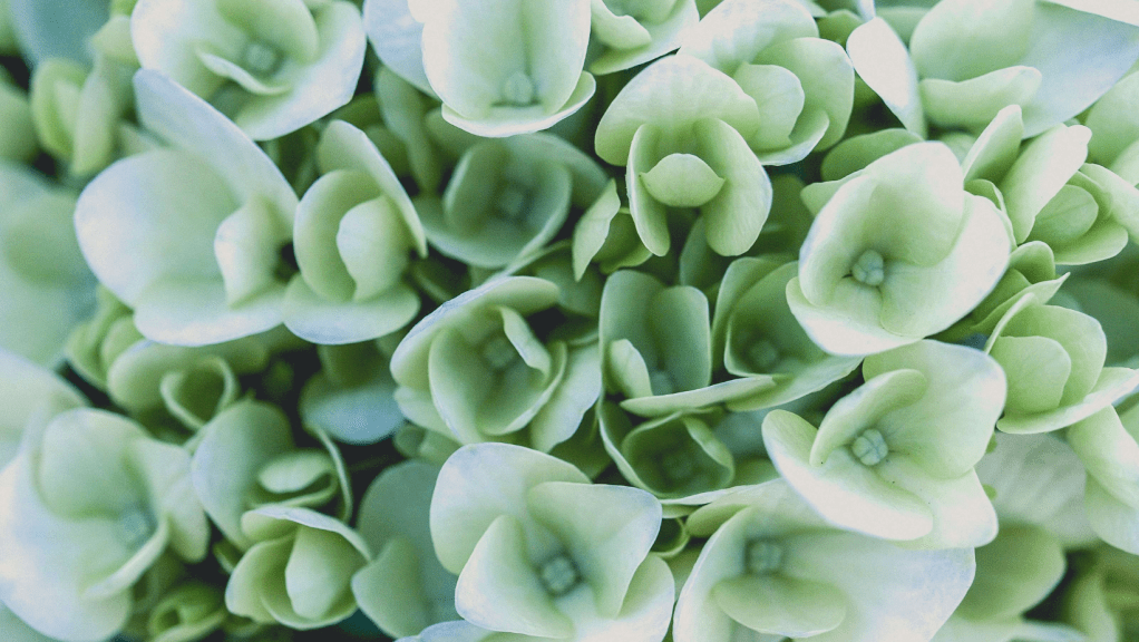 The Maiden: Living&nbsp;Goddess