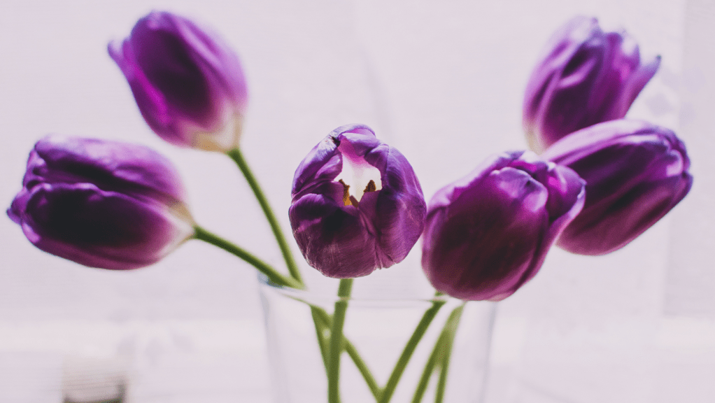 To the Visionary Goddesses…