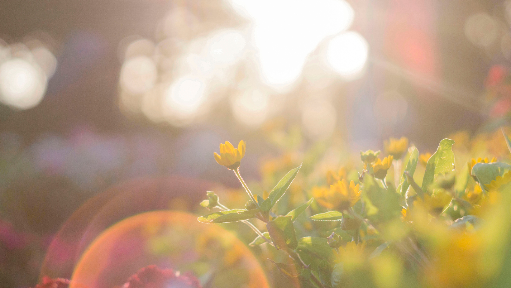 Uniting the Light and Vision for a New Humanity