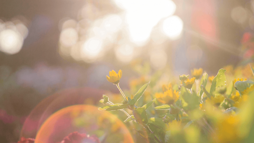 Uniting the Light and Vision for a New&nbsp;Humanity