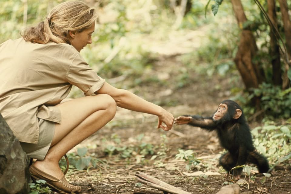 Holding the Light: Reflections on Jane Goodall’s Passing